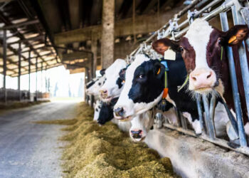 ‘Einde oefening!’: boeren luiden de noodklok na schokkende stikstofplannen van het kabinet