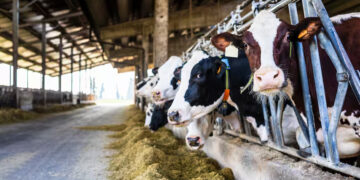 ‘Einde oefening!’: boeren luiden de noodklok na schokkende stikstofplannen van het kabinet