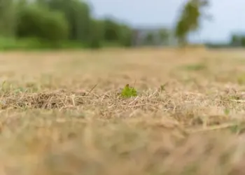 Schokkende voorspelling voor Nederland: droogte houdt aan en regen laat op zich wachten