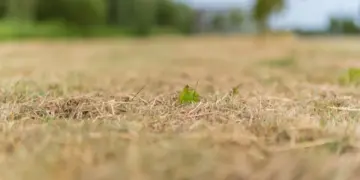 Schokkende voorspelling voor Nederland: droogte houdt aan en regen laat op zich wachten