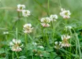 Deze ‘onkruidsoort’ blijkt misschien wel beter voor je tuin dan gras