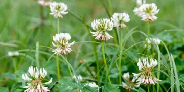 Deze ‘onkruidsoort’ blijkt misschien wel beter voor je tuin dan gras