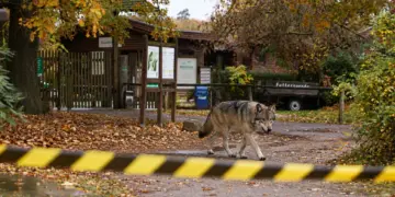 Opnieuw een aanval in een dierenpark: meisje (8) zwaargewond na aanval in wolvenverblijf